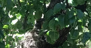 Mama Robin squeezes herself tightly into the nest with her fast-growing, one remaining baby