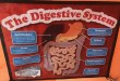 MEGA Body Digestive